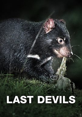 Last Devils Last Devils