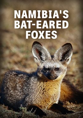 Namibia's Bat-Eared Foxes Namibia's Bat-Eared Foxes