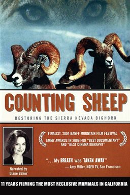 Cover image for Counting Sheep