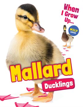 Cover image for Mallard Ducklings