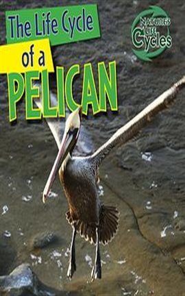 Cover image for The Life Cycle of a Pelican