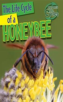 Cover image for The Life Cycle of a Honeybee