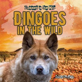 Cover image for Dingoes in the Wild