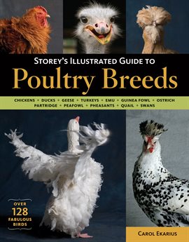 Cover image for Storey's Illustrated Guide to Poultry Breeds