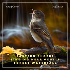 Cover image for Eastern Phoebe Singing Near Gentle Forest Waterfall
