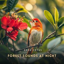 Cover image for Forest Sounds at Night