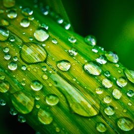 Cover image for Nature and Rain