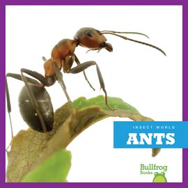 Cover image for Ants