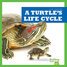 Cover image for A Turtle's Life Cycle