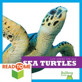 Cover image for Sea Turtles