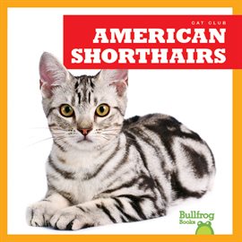 Cover image for American Shorthairs