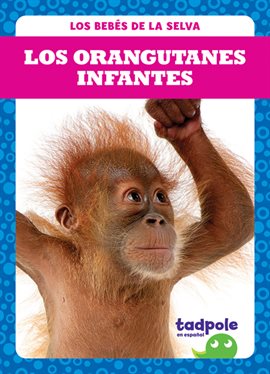 Cover image for Los orangutanes infantes (Orangutan Infants)