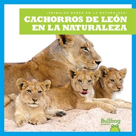 Cachorros de León en la Naturaleza (Lion Cubs in the Wild)