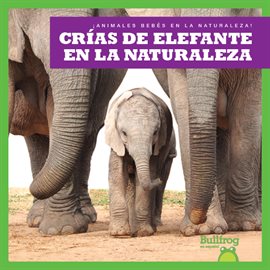 Crías de Elefante en la Naturaleza (Elephant Calves in the Wild)