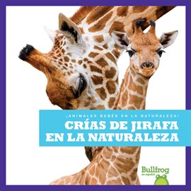 Crías de Jirafa en la Naturaleza (Giraffe Calves in the Wild)