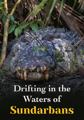 Drifting in the Waters of Sundarbans