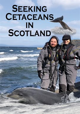 Cover image for Seeking Cetaceans In Scotland