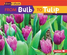 Cover image for From Bulb to Tulip