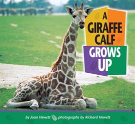 Cover image for A Giraffe Calf Grows Up