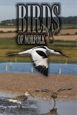 Cover image for Birds of Norfolk
