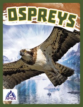 Cover image for Ospreys