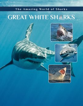 Cover image for Great White Sharks