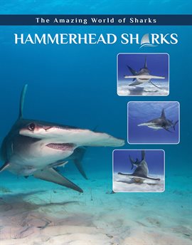 Cover image for Hammerhead Sharks