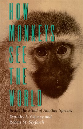 Cover image for How Monkeys See the World