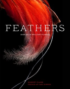 Cover image for Feathers