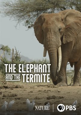 The Elephant and the Termite