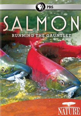 Cover image for Salmon