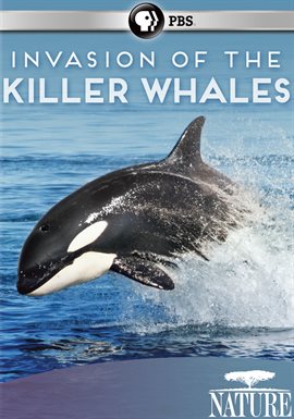 Killer whales eat dolphins. So why are these dolphins tempting fate?