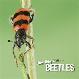 Cover image for Beetles