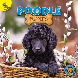 Cover image for Poodle Puppies