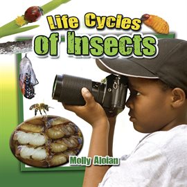 Cover image for Life Cycles Of Insects