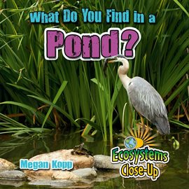 Cover image for What Do You Find In A Pond?