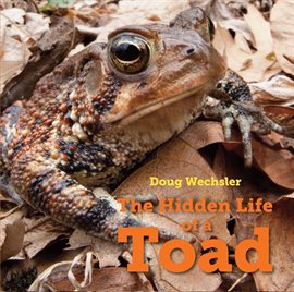 Cover image for The Hidden Life of a Toad
