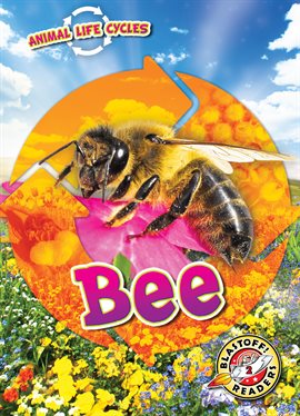 Cover image for Animal Life Cycles: Bee