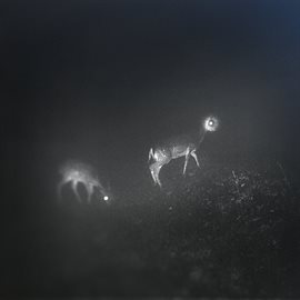 Cover image for Bliss Signal