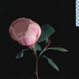 Cover image for magnolia