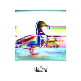 Cover image for Mallard