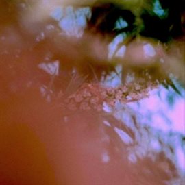 Cover image for Veleno / Antidoto
