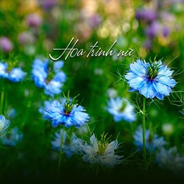 Cover image for Hoa Trinh Nữ