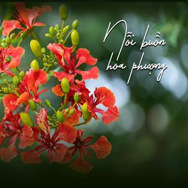 Cover image for Nỗi Buồn Hoa Phượng
