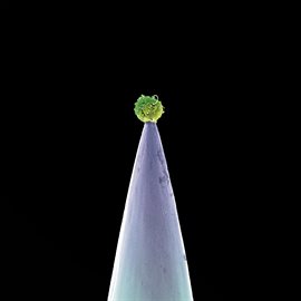 Cover image for New Blood (Special Edition)